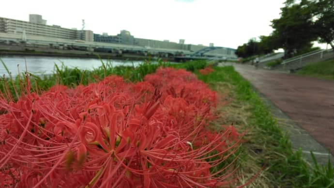 饅頭紗華