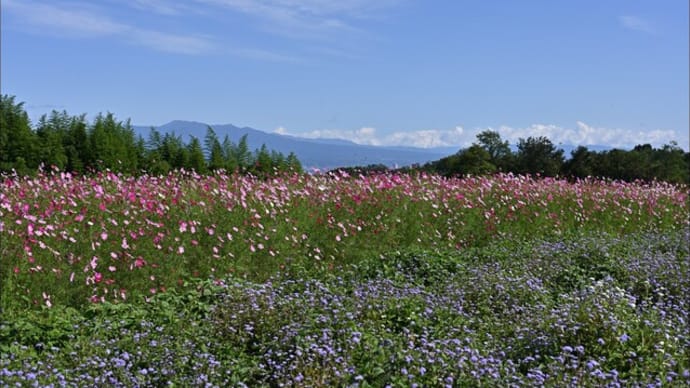 「鼻高展望花の丘」で咲く コスモス(Ⅰ)