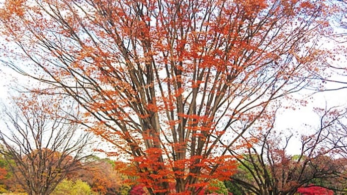 2023年の 紅葉　日本庭園　昭和記念公園