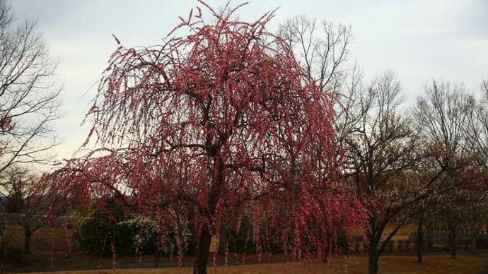 2025年3月上旬:とある運動公園に寄り道、花々を記録してきた。「Canon5DMkⅡ」VER.