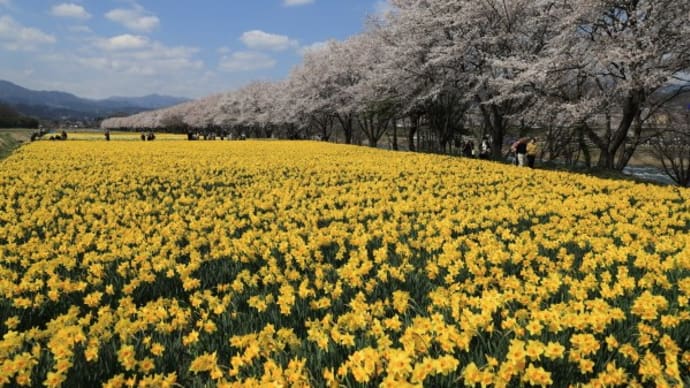 岩井親水公園の水仙と桜2024(その2)