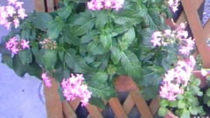 夏の花冬の花