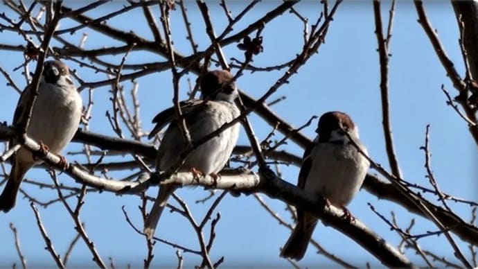 野鳥と遊ぶ