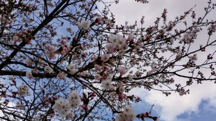 染井吉野桜の開花と庭の様子