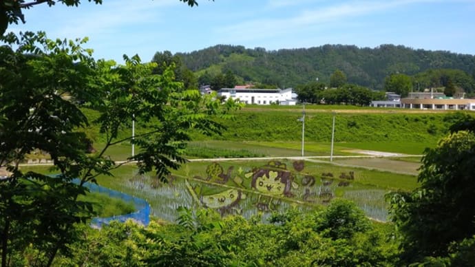 最後の小野川の田圃アート