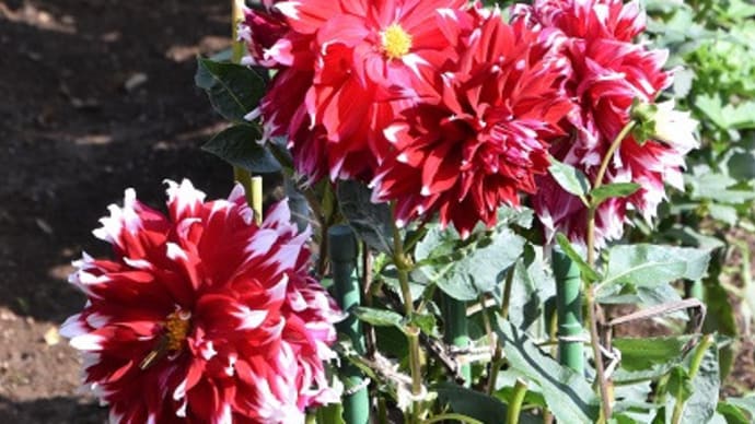 神代植物公園 大輪の変わった色のダリア 15