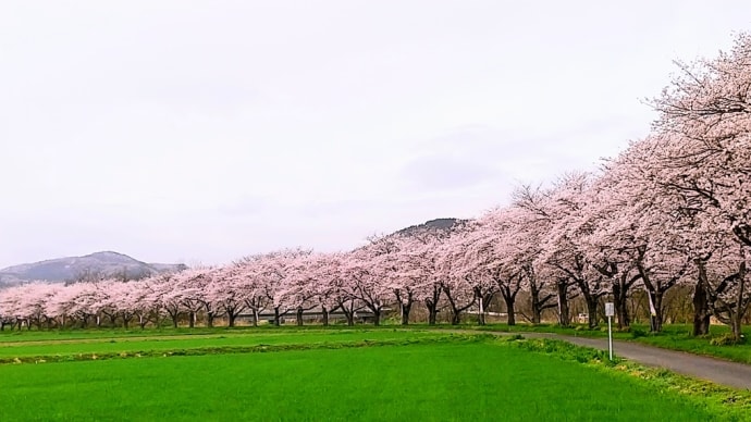 お花見~🌸(ノ^∇^)ノ