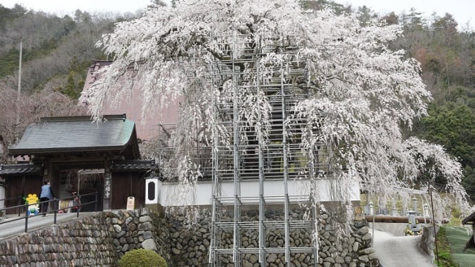 大糸桜が満開 (光福寺・播磨一本堂) 佐用郡 2024.03.31