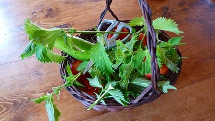 夏野菜