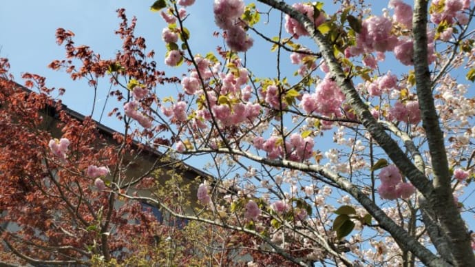 八重桜と山野草