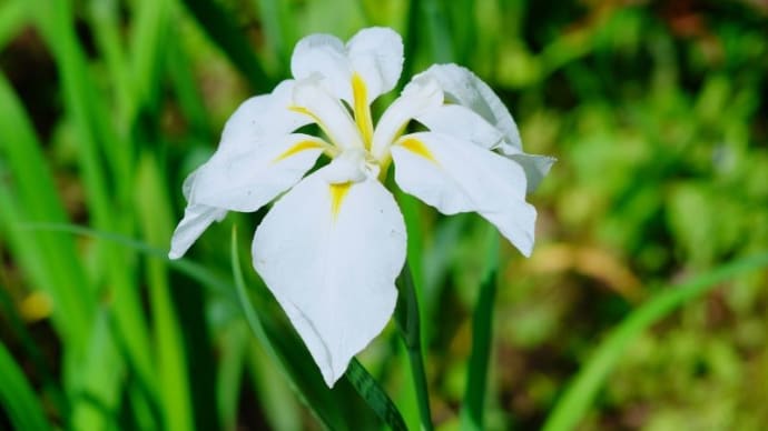 ハナショウブ、オオバウマノスズクサの花とニホントカゲ(赤塚植物園 2023.5.21撮影)