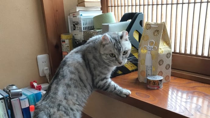 20200723の猫たちと時々猫