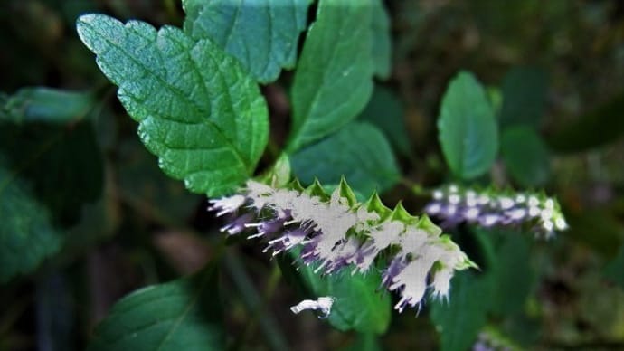 ナギナタコウジュ(薙刀香薷)・イヌコウジュ(犬香薷)・ワビスケ(侘助)シモバシラ(霜柱)・アオサギ・冬眠のアカボシ?ゴマダラは動く!・俳句鑑賞
