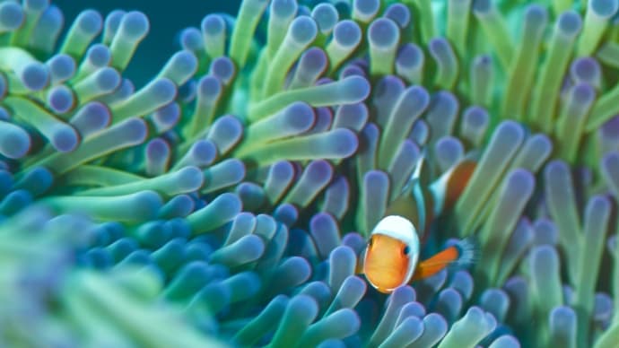 モザイクウミウシ🤔