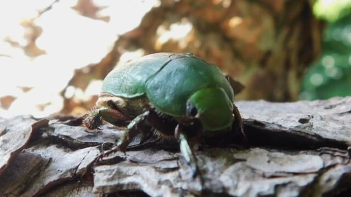 夏の虫・コガネムシとカマキリ