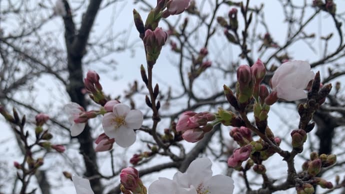 医院の桜が咲き始めました