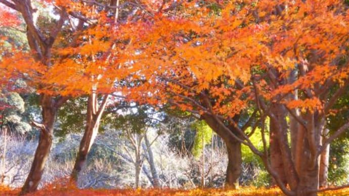 ねむの木村の紅葉は今が旬！
