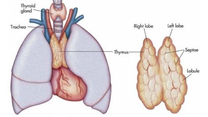 胸腺過形成：COVID-19 mRNAワクチンによる障害報告のレビュー