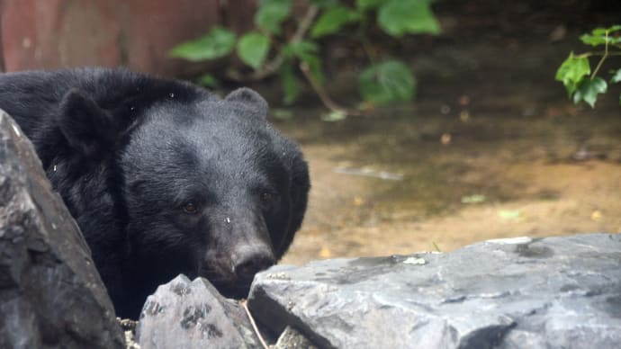 立派で大きなクマ舎の住人