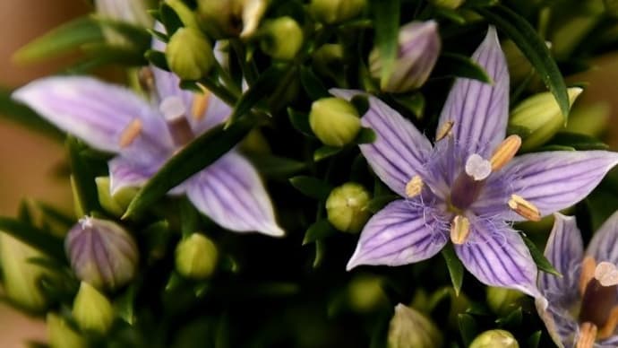 秋の天山は花盛り