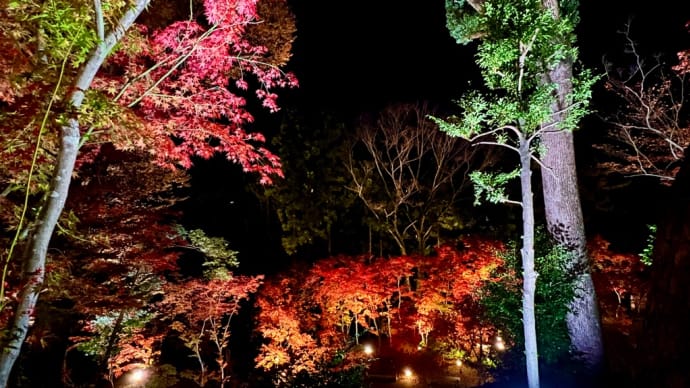 京都北野天満宮、幻想的な紅葉ライトアップ