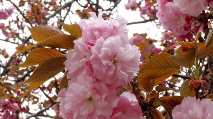 つぶやき#2783　関内の八重桜