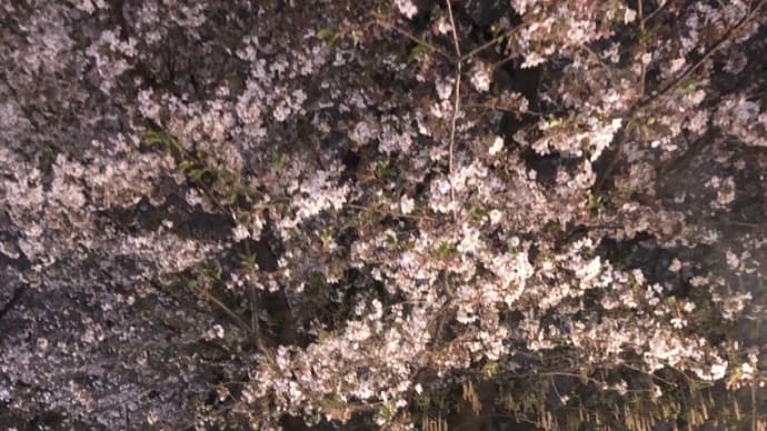 夜の公園と夜桜と楽しい大人たち