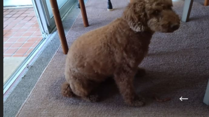 食べ物に我儘を言えるようになったハッピーちゃん
