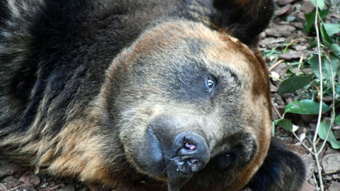 エゾヒグマのポンさん お昼寝中