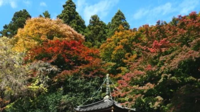 水沢観音の紅葉2022