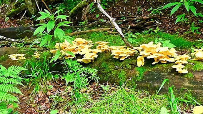 北海道釧路町森林公園でタモギタケが大発生していました
