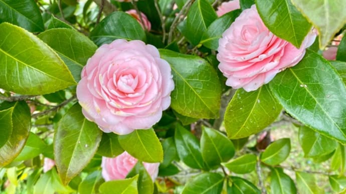 桜よりも楽しめた