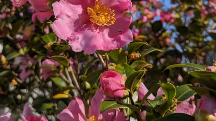 山茶花 祝日引き籠もり