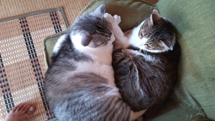 うちの猫