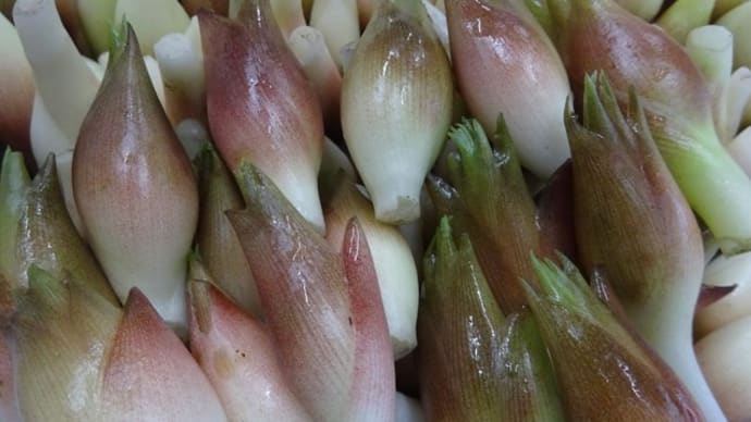 夏バテ対策にも<ミョウガ> 無農薬のタカギ野畑産