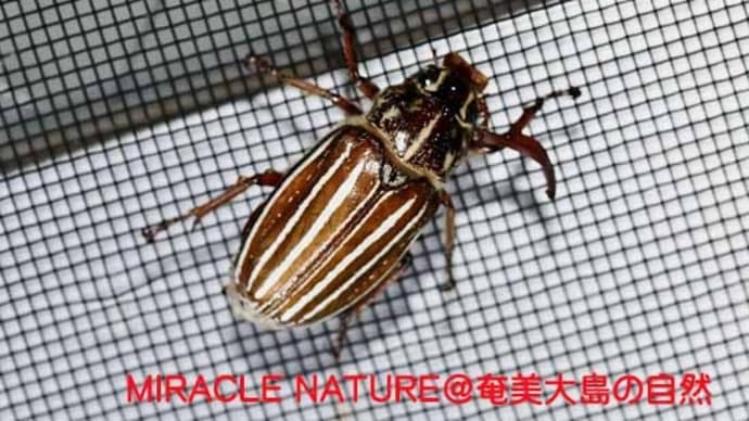 外灯に訪れる甲虫:オキナワシロスジコガネ