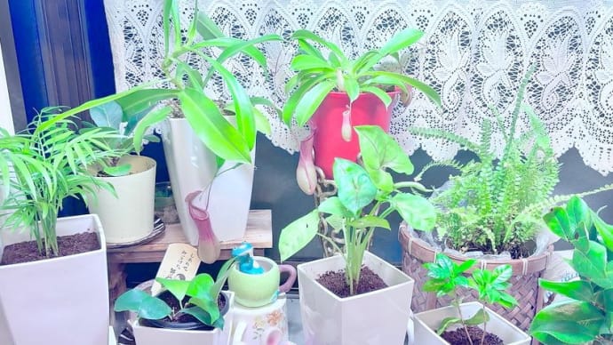 ミニ観葉植物植え替えて、ミニ卒業？╰(*´︶`*)╯♡