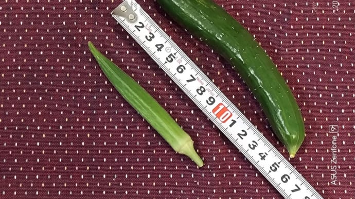 🚿今日の屋上菜園・収穫と🤏土寄せ👀🌱