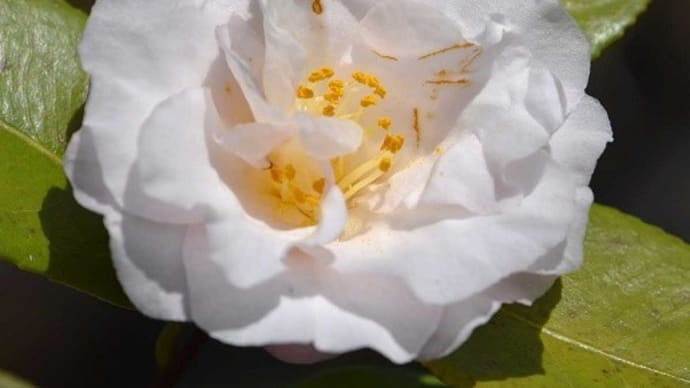 鉢植えの椿(5)「梅ケ香」