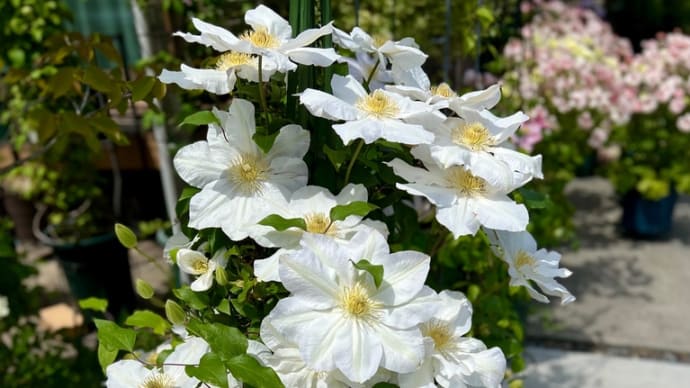 見事に咲いた大輪の白い花＊クレマチスシロタカ＊枝や葉が見えないほどの花