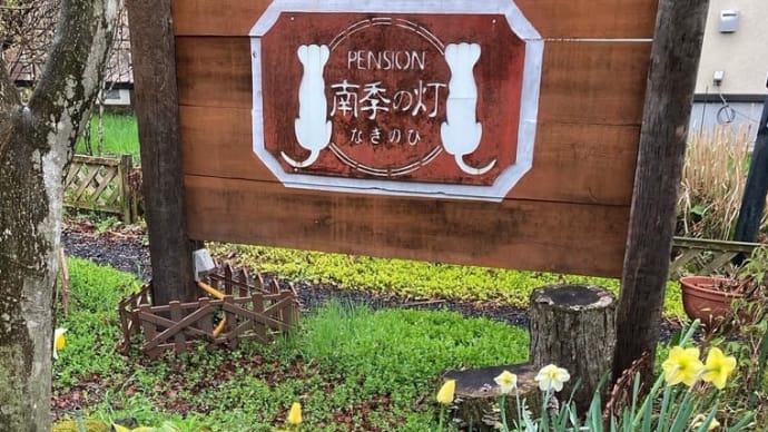 ヤマザクラがほころび始めました。