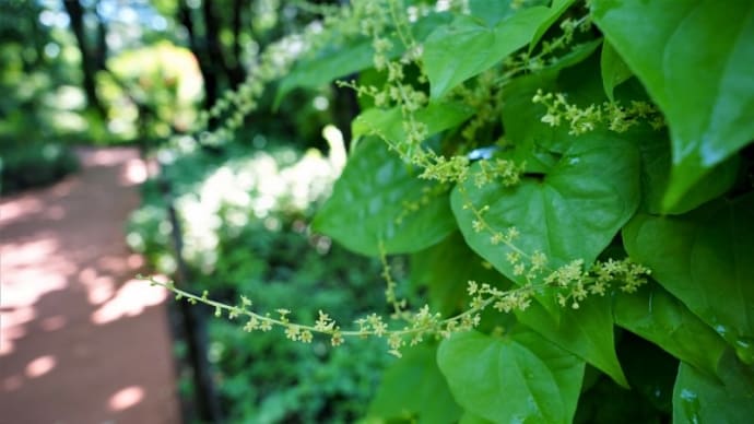 オニドコロ、イヌタデ、ツユクサ、ホオズキ(赤塚植物園 2021.7.10撮影)