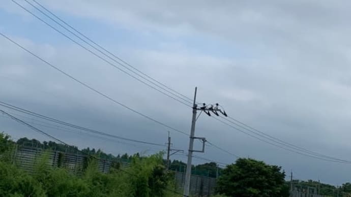 雨上がりに予防注射