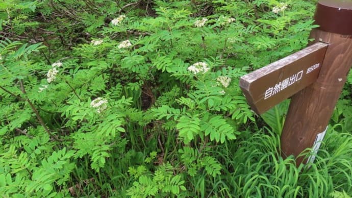 栂池自然園で見た花 ウラジロナナカマド(裏白七竃)