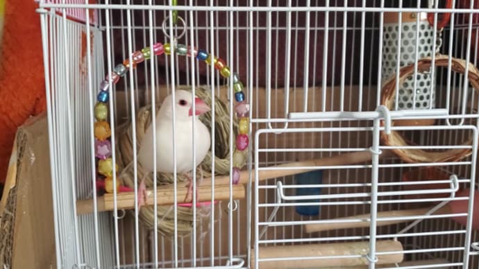 求愛ダンスで遊ぼうとアピールする文鳥のこむぎ / 揺れ続ける?ブランコ編