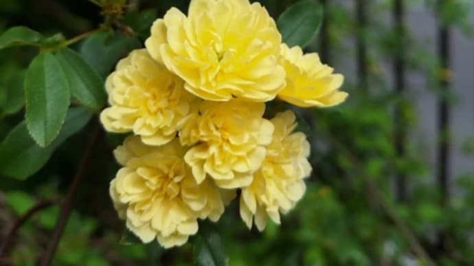 庭のお花達 黄モッコウバラ他
