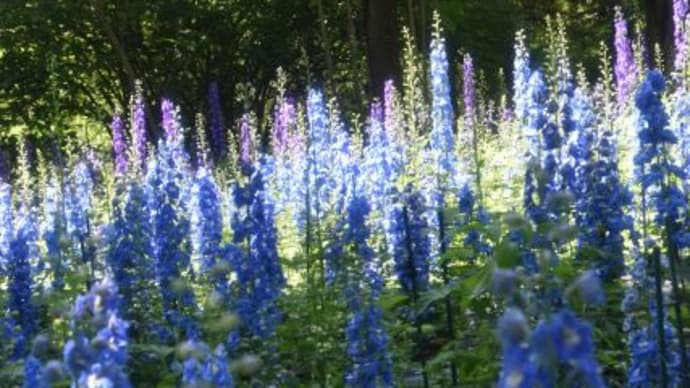 森林公園　デルフィニウムが一面に咲く青い花畑　　　12
