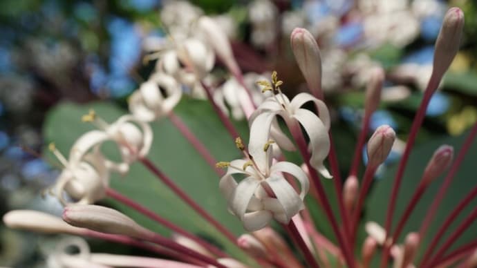 つくば植物園の華花㉞