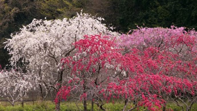 豊田市上中へ花桃を見に行く道中で