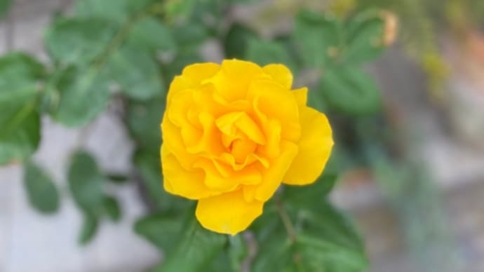 5月の出張ごはん 5月のバラ